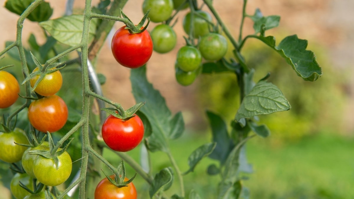 Les tomates, quand les planter au jardin