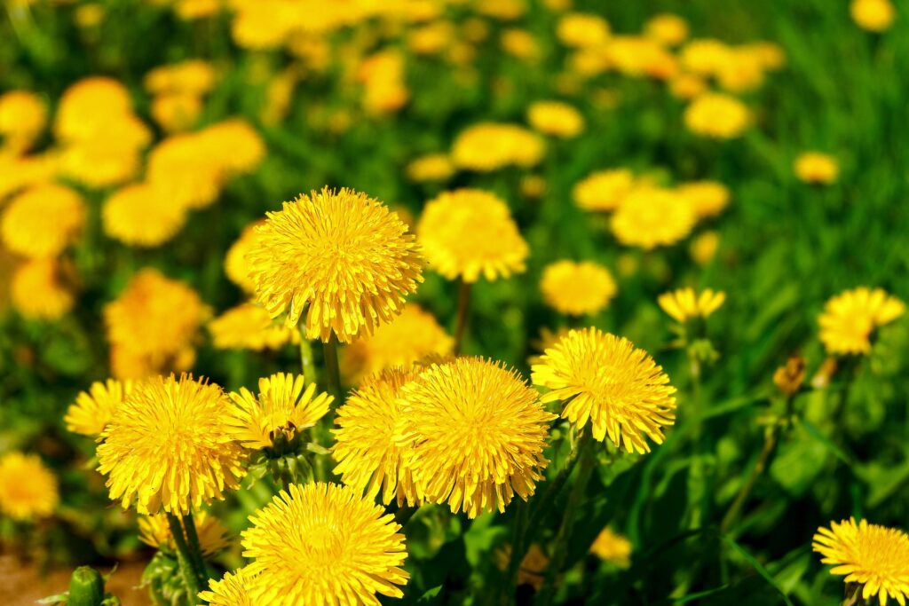 De la racine au bouton, tout est bon dans les pissenlits
