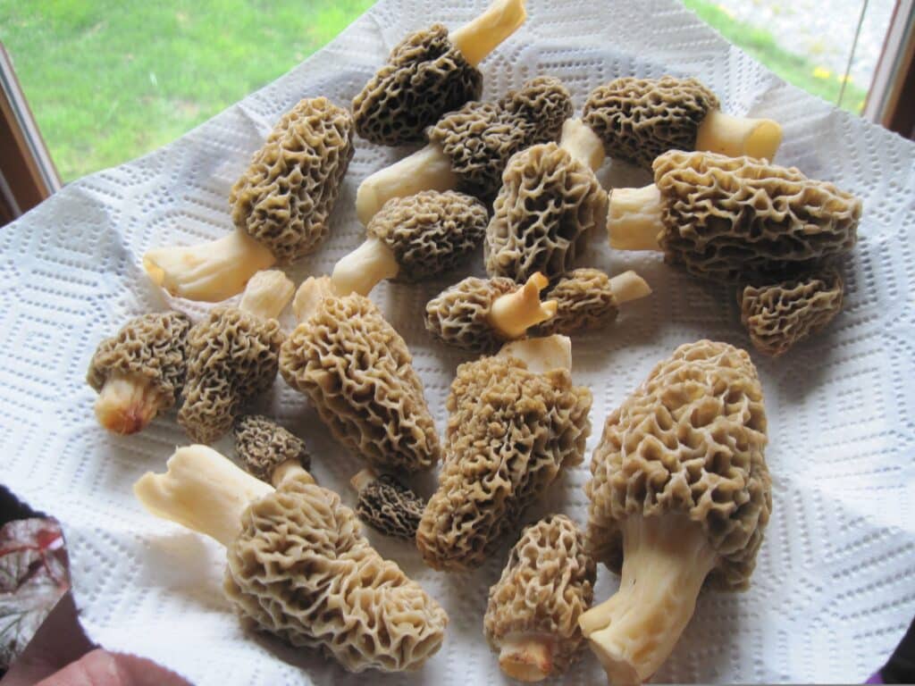 Plongeons dans le secret de la cueillette des morilles