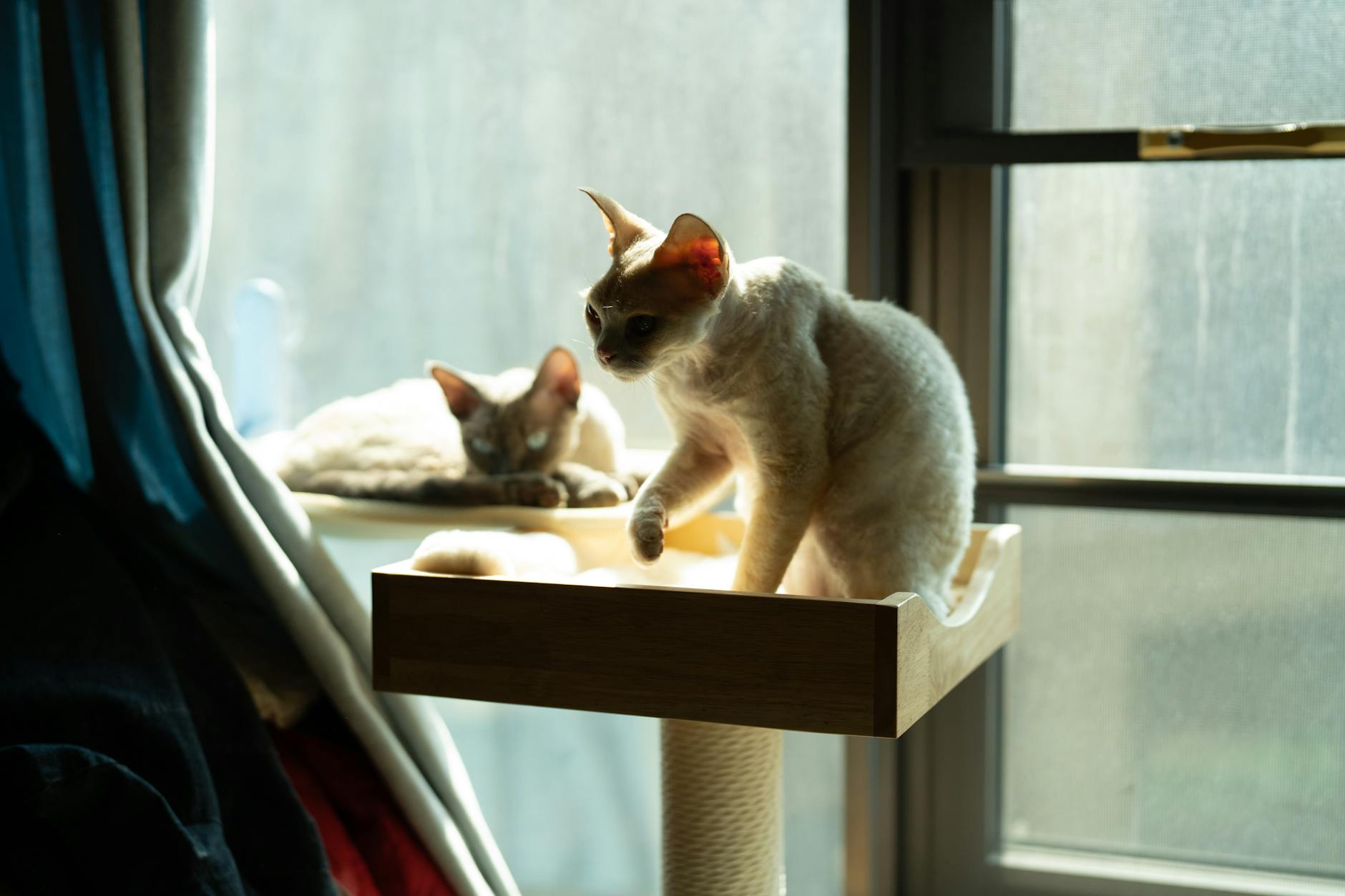 Chat tigré grimpant sur un arbre à chat près d'une fenêtre ensoleillée